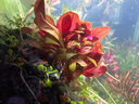 尼特利 NETLEA水草泥鱼缸净水营养土水族养鱼水藻泥免水洗种植土草缸陶粒底砂 基肥-120g（分装） 实拍图