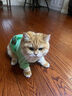 欢宠网宠物猫咪狗狗衣服小狗猫衣服泰迪柯基比熊小型犬小猫幼犬猫猫衣服 实拍图