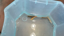 云峰海瑞清洁鱼活体热带鱼观赏鱼水族宠物工具鱼垃圾鱼老鼠鱼鱼缸除藻 除藻大师套餐 共6条 实拍图