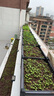 原起点50cm加大阳台种菜箱长方形塑料花盆户外蔬菜种植神器室外花箱花槽 【加厚】单层5联箱(250*40*21） 实拍图