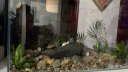 YEE鱼缸金晶超白鱼缸客厅桌面小鱼缸玻璃草缸龟缸家用小型生态金鱼缸 600*300*350【标准套餐】 晒单实拍图