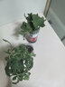 寿禾 蔬菜苗活苗带土发货大全菜苗种苗春夏各种秧苗山东寿光苗子阳台 长丝瓜苗 5棵 实拍图