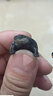 金利佳（Jeneca）鱼龟缸乌龟晒台爬坡休息台漂浮台浮岛高水位晒背台木纹自浮爬架台 木纹晒台小号（带龟粮） 实拍图
