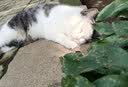 狼孩儿幼猫成猫猫粮深海鱼三文鱼全猫期布偶蓝猫英短猫咪全价粮 海洋鱼猫粮20kg(40斤) 实拍图