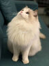 涴喵 布偶猫活体幼猫宠物猫咪活体海双蓝双山猫布偶蓝眼睛长毛仙女猫 宠物级 重点色布偶猫 实拍图