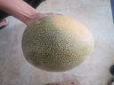 新疆西州蜜瓜哈密瓜 2粒装 单果1.25kg以上 甜瓜 新鲜水果 实拍图