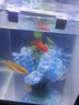 长锐侧滤鱼缸桌面办公室免换水生态水草超白水族箱 K260造景版【长27 宽21 高30】 实拍图