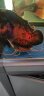 哈宝哈贝（HABAOHABEI） 下沉鱼粮鱼食锦鲤蓝鲨招财猫沉底饲料鹦鹉银龙饲料猪鼻黄头龟粮 330g下沉型[5mm] 实拍图