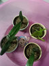 仟尚艺 多肉花盆陶瓷大号创意粗陶透气多肉植物大口径小老桩花盆套组合 彩陶盆6个 实拍图