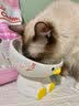怡亲 猫罐头零食成幼猫湿粮85g*12罐猫咪零食吞拿鱼鸡肉营养补水罐头 鸡肉鸵鸟肉+肉蟹柳85g*12罐 实拍图