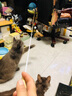 多可特逗猫棒长杆木柄伸缩羽毛逗猫棒替换头猫咪用品猫玩具耐咬逗猫器 可伸缩（一杆+1个羽毛头） 实拍图