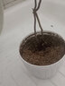德沃多肥料多肉土颗粒植物土壤种植基质铺面石盆栽养花绿萝兰花通用型营养土 蛭 石5L（1-3mm） 实拍图