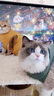 宠星记 宠物衣服 小型犬狗狗 小猫咪 冬季居家防飘毛 泰迪比熊雪纳瑞 绿色特大号XXL 胸围46-50cm 实拍图