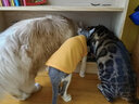 猫容德文卷毛猫衣服无毛宠物背心空调服高弹薄款猫猫咪春夏天睡衣服 活力橙 XS(1-2斤) 实拍图