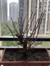 莺歌燕舞【耐寒花卉】梅花盆栽老桩红梅腊梅盆景好养花卉耐寒植物阳台庭院 10年红梅盆景（带造型） 实拍图