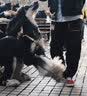 阿迪达斯（adidas）三叶草工装裤男裤跑步运动裤透气舒适休闲裤 GV0932 S码 实拍图