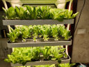花沃里 智能蔬菜种植机水培无土种菜机室内无土育苗机家庭花卉补光花盆 实拍图