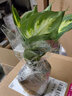 中梦花卉盆栽水培植物室内花绿植水养盆栽 银皇后1棵 不含盆 实拍图