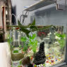 海谙客厅小型鱼缸透明热弯玻璃一体金鱼缸带氧气灯光造景水族箱创意 裸缸送赠品20*14*16 晒单实拍图