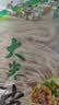 稀壤恩施豆皮儿特色早餐纯手工制作现烙米粉粉条凉粉湿豆皮干豆皮 3斤干货白豆皮 实拍图