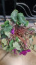 花行榜 仙客来盆栽室内花卉观花植物好养庭院阳台盆栽 紫色（仙客来）+加仑盆 晒单实拍图