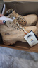 Jeep吉普男靴轻便户外秋冬季高帮马丁靴男女情侣款防滑加绒徒步登山鞋 驼色（女款-运动码）单层 36 实拍图
