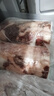 谷开元 宁夏滩羊肉羊肉卷原切新鲜火锅食材涮肉生鲜整条烤肉源头直发 10斤丨手工羊肉卷【福利】 实拍图