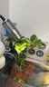 惜林园春羽盆栽室内花卉水养水生绿植好养办公室观叶植物 春羽3株 不含盆 实拍图