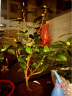墨一 茶花树苗盆栽浓香型四季庭院室内室外耐寒花卉 茶花加仑盆 实拍图