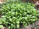 播种心情 家庭种植蔬菜种子孑籽大全四季播种阳台盆栽农家庭院小菜园有机 四季奶油生菜种子2包 实拍图