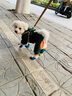 Natural mood背心式狗狗牵引绳小型犬泰迪比熊博美胸背带小狗幼犬遛狗绳狗链子 网布小熊卡其+1.5米绳 L建议10-15斤以内 实拍图