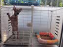 爱咪宠狗笼子小中型犬带厕所冬天家用保暖小型犬狗狗围栏泰迪比熊狗笼 两格【73*37*53】幼小犬可用 基础款：脚垫+托盘+加固扣+扎带 实拍图