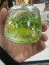 蒂诺邦 车载香薰精油车内持久淡香汽车香水创意个性男士车用高档摆件用品家用家居摆件香水精油香薰女士 蓝风铃+邂逅【240ML】2瓶装 实拍图