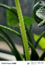滴水观音千手观音植物室内水培土培盆栽桌面植物盆栽 中号滴水观音 不含盆 实拍图