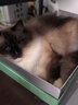 YITO宠物深海鱼油狗狗猫咪鱼油三文鱼油胶囊美毛掉毛黑鼻头浓缩鱼油 犬猫专用卵磷脂/300g/瓶 实拍图