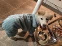 嬉皮狗（hipidog）狗狗自带牵引秋装比熊泰迪博美小型犬宠物衣服秋冬季四脚法兰绒衣 绿色小熊 XL（建议体重11-15斤） 实拍图