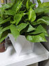 双盟绿萝盆栽除甲醛花卉绿植办公室新房净化空气180菱形3盆源头直发 实拍图