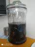 琉阳双龙加厚泡酒玻璃瓶酿酒药酒瓶带龙头酒坛子玻璃泡酒罐 8斤裸瓶4L 实拍图