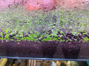 派乐特 水草种子鱼缸造景水草水族箱水培植物 小对叶 实拍图