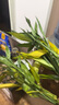 绿有意富贵竹水培植物转运竹花卉绿植室内盆栽绿水养带根鲜花发萝财 富贵竹65-75cm6棵+营养液+生根粉 不含盆 实拍图
