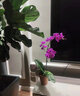 栋硕蝴蝶兰花苗真花四季开花室内盆栽带花苞带花剑送客户长辈开业乔迁 蝴蝶兰带花苞+营养杯 紫色系 实拍图