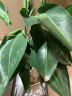 苏墨的墨鹤望兰盆栽大棵绿植花卉室内客厅大型 天堂鸟1.2-1.3米含盆 晒单实拍图