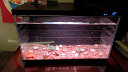 HANYANG汉洋天然贝壳约30-35 鱼缸龟缸造景水族箱装饰摆件大小型状不一样 实拍图