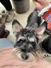 汪爸爸羊奶粉狗犬用幼犬成犬小狗比熊金毛狗狗专用营养补充剂宠物奶粉 羊奶粉1盒+鲜肉幼狗粮1kg 实拍图