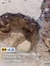 PQWT普奇管道漏水检测仪自来水消防地暖管道测漏仪高精度漏水点听漏仪 普奇-L6000（外网款加强款） 实拍图