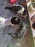 NOW FRESHnow幼猫粮成猫老猫粮进口鲜肉无谷美毛护肠胃猫天然粮 now成猫粮8磅(25.2月) 实拍图