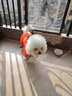 SLPC狗狗衣服冬天保暖中小型犬加厚四脚狗棉衣泰迪柯基小狗幼犬冲锋衣 橙 XL（适合约12-15斤） 实拍图