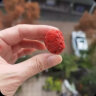 Nestor美国进口 蔓越莓干 100g 烘焙蜜饯原料/零食/果干 实拍图