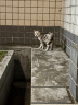 麦富迪猫粮 超肉粒冻干双拼粮10kg 幼猫（冻干三文鱼） 实拍图