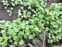 播种心情 家庭种植蔬菜种子孑籽大全四季播种阳台盆栽农家庭院小菜园有机 四季奶油生菜种子2包 实拍图